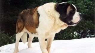 De no ser por un perro, el Manchester United no habría existido en el mundo del fútbol. De no ser por un perro, el Manchester United no habría existido en el mundo del fútbol.