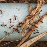 Todo lo que tenés que saber para combatir la plaga de hormigas en el verano. Todo lo que tenés que saber para combatir la plaga de hormigas en el verano.