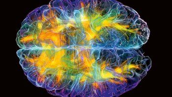 Cerebro.&nbsp;