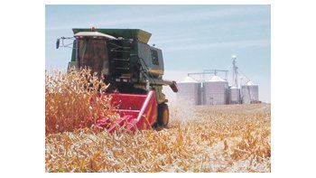 Se estimó que el aumento del consumo de carne obligó a que una porción del maíz y el sorgo se transformen en carne vacuna, porcina y aviar.