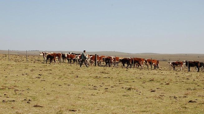 Frente a la sequía, el gobierno activa medidas para dar alivio al sector.
