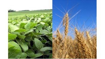 Fuertes alzas en granos: soja trepó 1,7% y trigo 3,4%