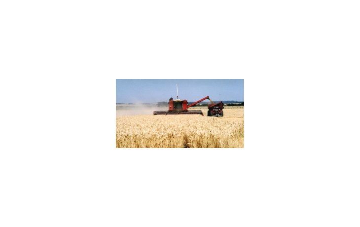 Exportadores de trigo pan de baja proteína que soliciten ROE Verde 45 deberán demostrar calidad del cereal