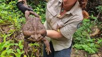 australia: guardaparques hallaron un monstruo gigante de casi 3 kilos