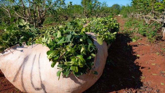 El paro de los productores de yerba mate comenzó este lunes.