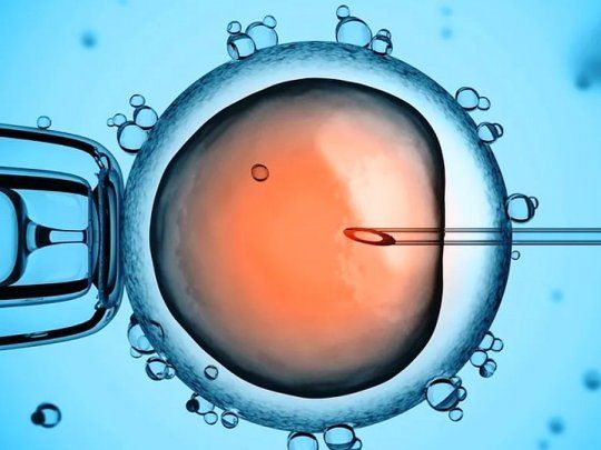 No ha sido demostrada la presencia de Covid-19 en óvulos ni endometrio y que solo un trabajo reciente reporta la presencia de virus en el semen de pacientes con infección Covid-19 sintomática. Tampoco ha sido demostrada la transmisión por placenta de madre a hijo.