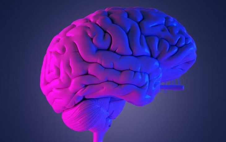 Cerebro.