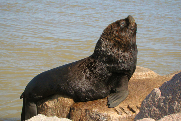 The affected species is Otaria flavescens, known as the South American sea lion or South American sea lion.