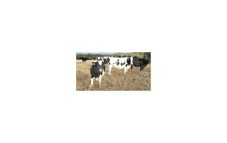 Después de unos meses de repunte en los precios de la leche, el ciclo parece llegar a su final, lo que perjudicaría la actividad y pondría al borde del quebranto a muchos tamberos.