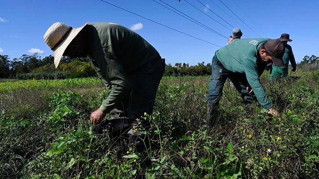 La baja en los precios de la ganadería y de los alimentos explicó la mayor parte del retroceso del Índice de Precios al Productor en noviembre, según datos del INE.