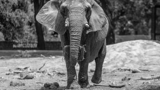 Pupy, la elefanta trasladada desde el Ecoparque porteño, murió a los 35 años en un santuario brasileño. Pupy, la elefanta trasladada desde el Ecoparque porteño, murió a los 35 años en un santuario brasileño.