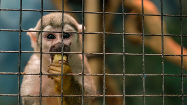 La fuerte demanda de primates para ensayos clínicos llevó el precio de cada ejemplar a niveles récord en China, en medio de un creciente déficit de oferta.