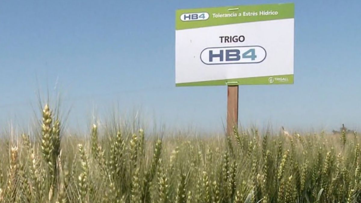The Government approved the sale of the first drought-resistant HB4 transgenic wheat