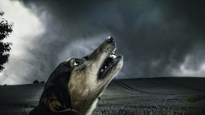 Los perros ladran por diversos motivos. 