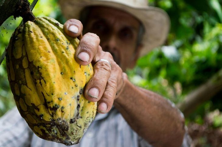Venezuelan cocoa is considered the most delicious in the world. Venezuelan cocoa is considered the most delicious in the world.