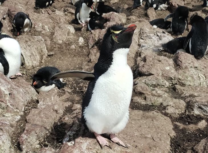 El pingüino de penacho amarrillo en Argentina sólo esta presente en esta isla y en las Malvinas. 