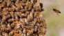 Un argentino fue atacado por un enjambre de abeja en plento terremoto.
