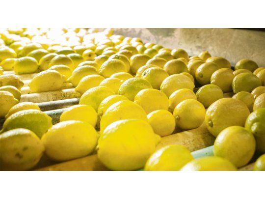 EEUU autorizó ingreso de limones argentinos de manera definitiva