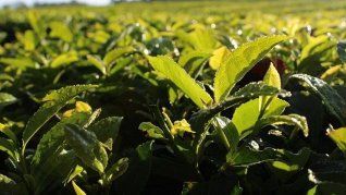 Misiones: no habrá zafra cañera