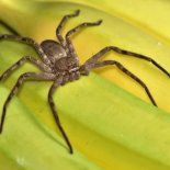 Phoneutria: se trata de una araña errante que no teje tela, sino que caza de noche. Su cuerpo mide entre 3 y 4,5 centímetros, y con las patas extendidas puede alcanzar los 15.  Phoneutria: se trata de una araña errante que no teje tela, sino que caza de noche. Su cuerpo mide entre 3 y 4,5 centímetros, y con las patas extendidas puede alcanzar los 15.