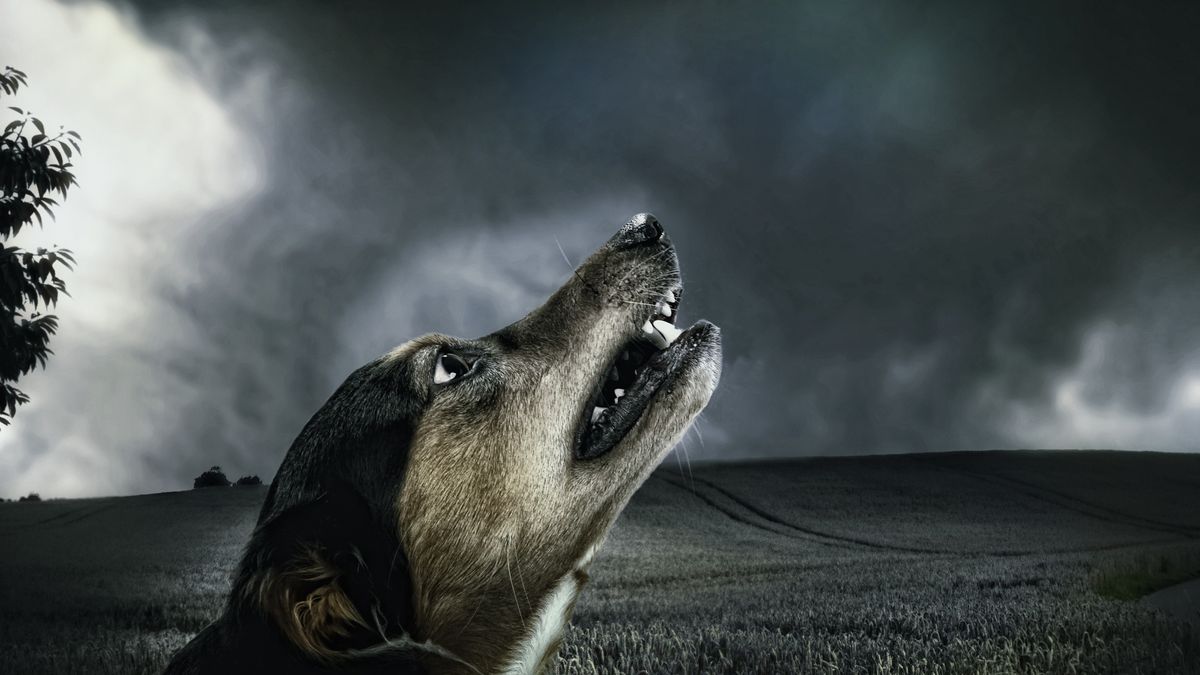 Canine Language Revealed: What Your Dog Is Trying to Tell You When He Howls