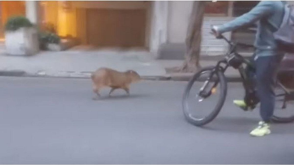 Surprise in Recoleta: a capybara appeared wandering around the street