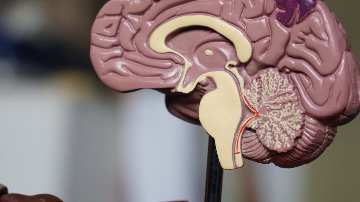 The 4 foods to take care of your memory after age 50
