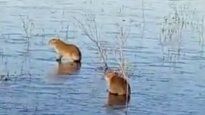 Dos carpinchos se desplazan sobre el hielo en una postal atípica del ecosistema subtropical.