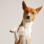 Los países con más perros en el mundo. Los países con más perros en el mundo.