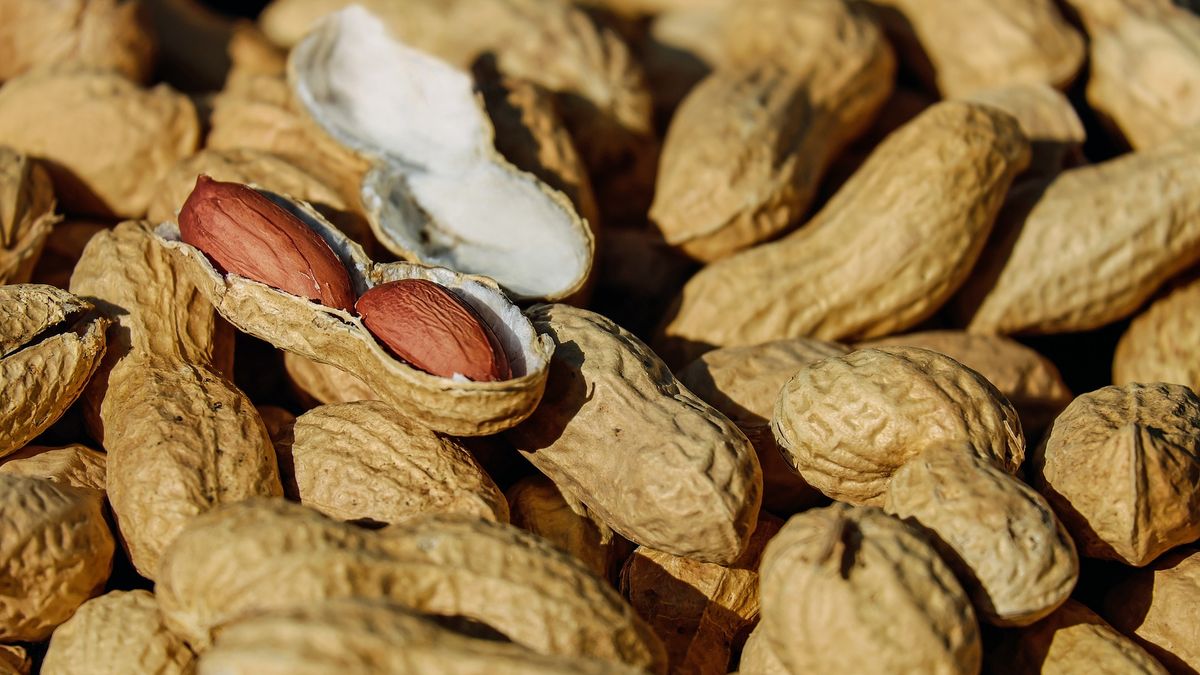 Peanut “the Argentine unicorn” destined for the US: 20 firms will export 9,000 tons