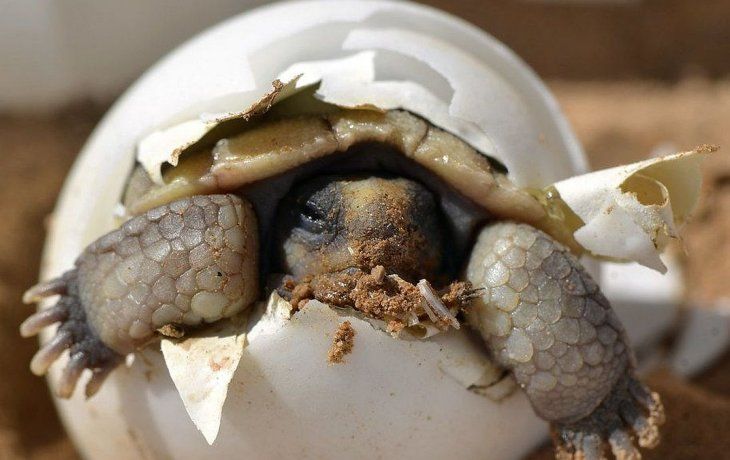 Los huevos de tortuga baula se consumen de forma ilegal.&nbsp;