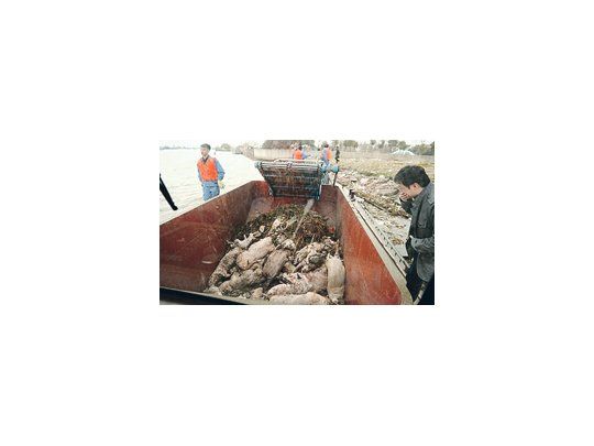El número de cadáveres de cerdos recuperados en el principal río de Shanghái, el Huangpu, se elevó a 15.000. Trece días después de la aparición de los primeros porcinos las autoridades no han esclarecido los hechos.