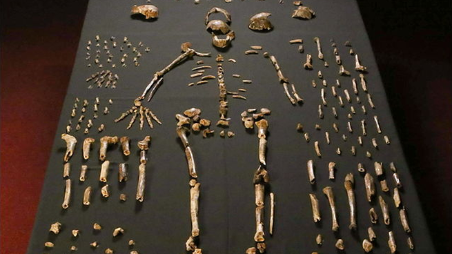 Los restos de un Homo naledi descubierto en 2015.&nbsp;