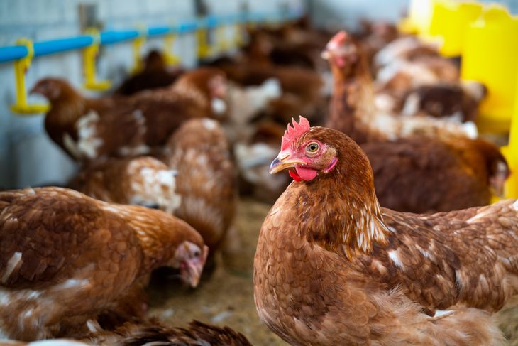 Por primera vez en la historia, en la Argentina se consumi&oacute; m&aacute;s pollo que carne.