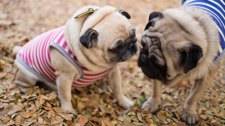 Pugs. 