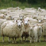 El scrapie es una enfermedad neurodegenerativa progresiva que afecta a ovejas y cabras. El scrapie es una enfermedad neurodegenerativa progresiva que afecta a ovejas y cabras.