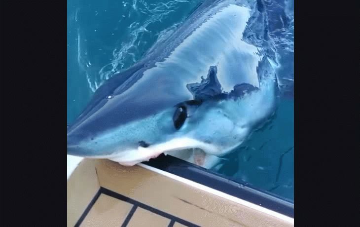 Tiburón atacó un yate de lujo y le dejó su mordida marcada