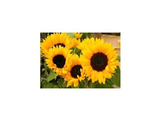 Cayó más del 8% cosecha de Girasol