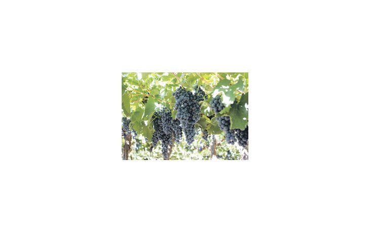 El Instituto Nacional de Vitivinicultura anunció que la producción de uvas tendrá en 2011 un incremento del 6% respecto de este año.