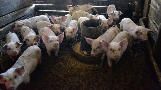 Impulso. La producción porcina salió del estancamiento de la mano de la producción sustentable.