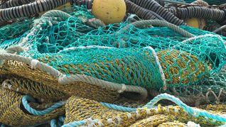 Redes de pesca luminosas buscan evitar que tiburones y tortugas queden atrapados por accidente