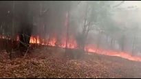 Fuertes incendios devoran parte del bosque del parque Pereyra Iraola