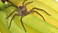 Phoneutria: se trata de una araña errante que no teje tela, sino que caza de noche. Su cuerpo mide entre 3 y 4,5 centímetros, y con las patas extendidas puede alcanzar los 15.&nbsp;