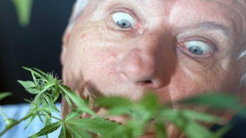 En Estados Unidos detectaron un crecimiento del consumo de cannabis en los adultos mayores.&nbsp;