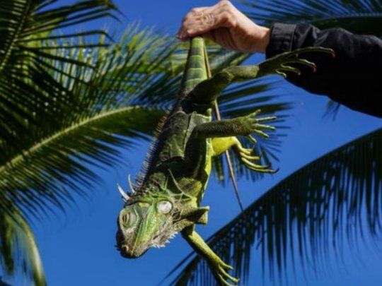 Iguanas eeuu.jpg