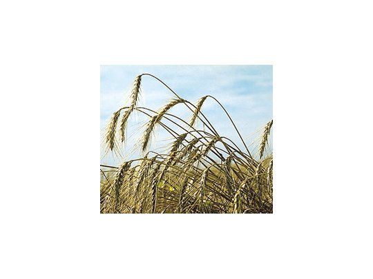 Según datos oficiales, la producción del cereal del ciclo 2010/11 será de 12 millones de toneladas. Esta cifra coincide con la del Departamento de Agricultura de Estados Unidos (USDA).