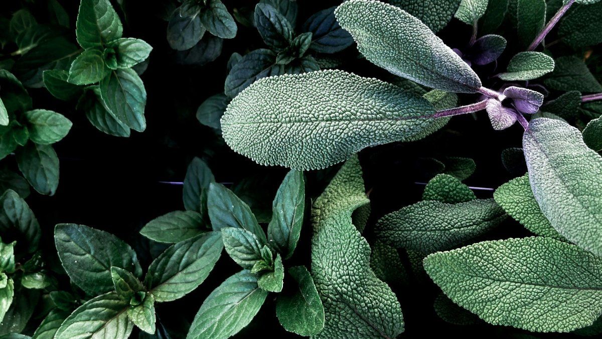 The herb that helps generate collagen and reduces pain with advancing age