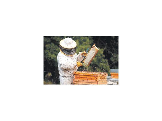 La apicultura en Uruguay muestra un crecimiento paulatino desde 2020.