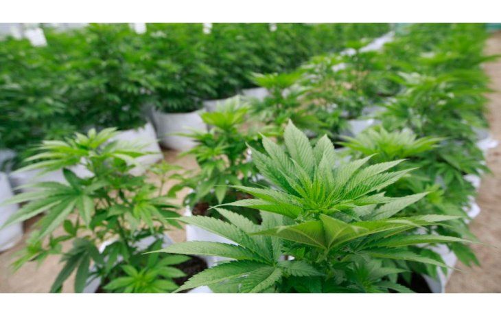 ámbito.com | Agrupaciones celebraron creación de registro para autocultivo (reclaman legislación)