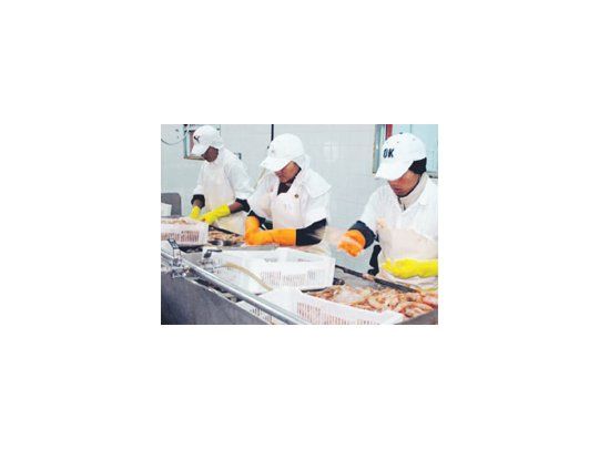 Las ventas de langostino y calamar mejoran al ritmo del avance de los precios en los mercados de Asia.